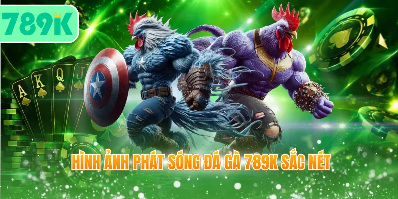 Hình ảnh phát sóng đá gà 789K sắc nét